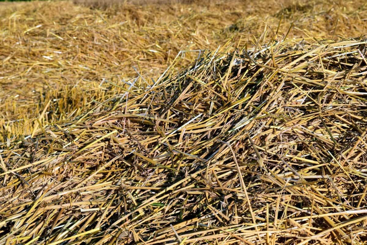 Free picture: flora, farm, dry, straw, nature, agriculture, dry grass Free picture: flora, farm, dry, straw, nature, agriculture, dry grass